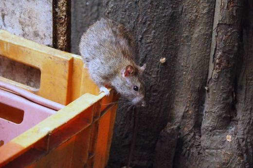 ファイル 2558-3.jpg