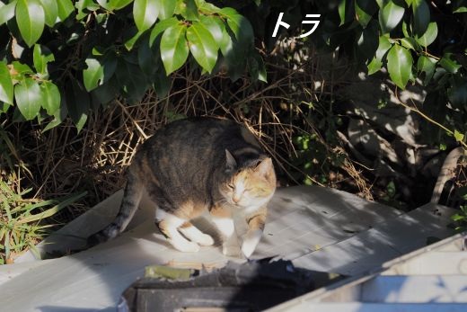 ファイル 2560-1.jpg