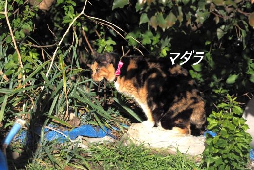 ファイル 2560-2.jpg