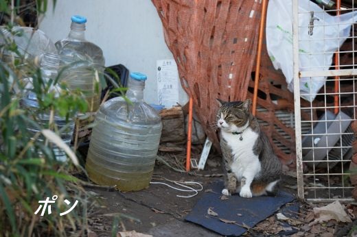 ファイル 2561-2.jpg