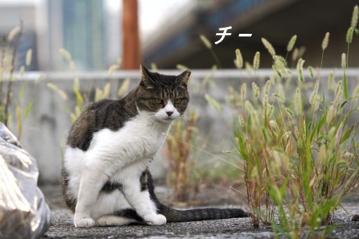 ファイル 2562-1.jpg