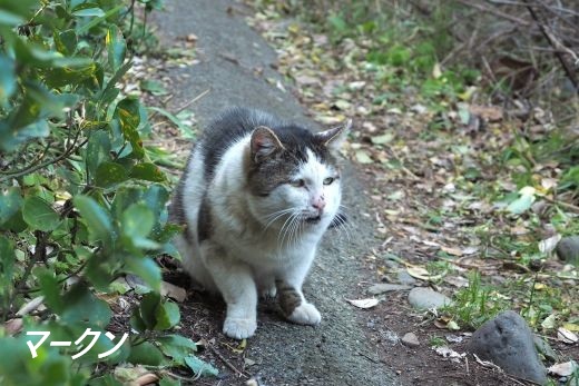 ファイル 2563-1.jpg