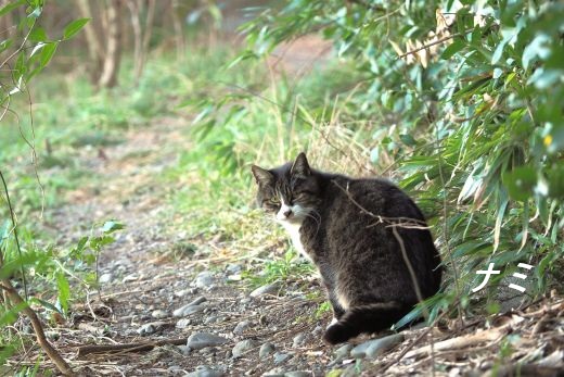 ファイル 2563-2.jpg