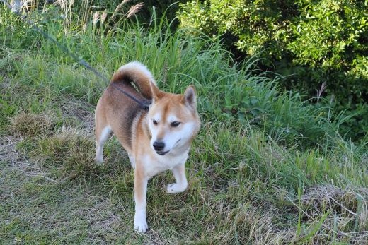 ファイル 2563-3.jpg