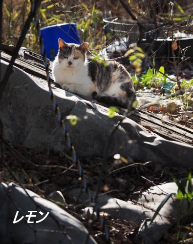 ファイル 2564-1.jpg