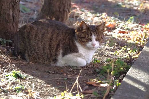 ファイル 2564-2.jpg