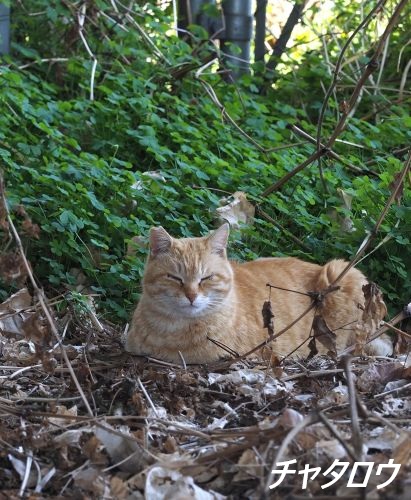 ファイル 2565-1.jpg