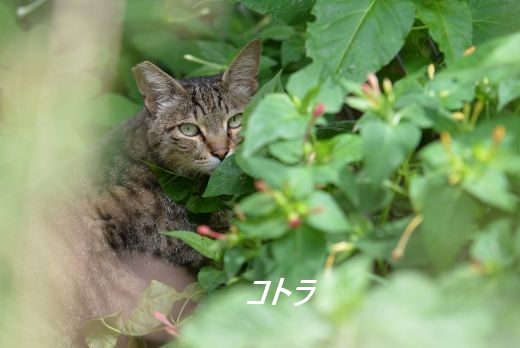 ファイル 2565-2.jpg