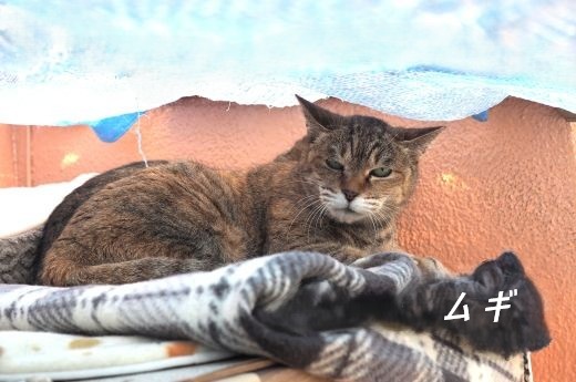 ファイル 2566-1.jpg