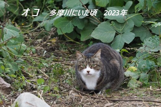 ファイル 2566-5.jpg