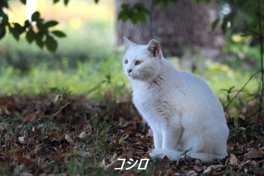 ファイル 2567-2.jpg