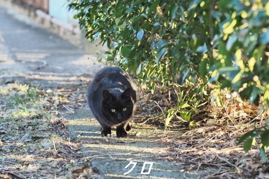 ファイル 2568-1.jpg