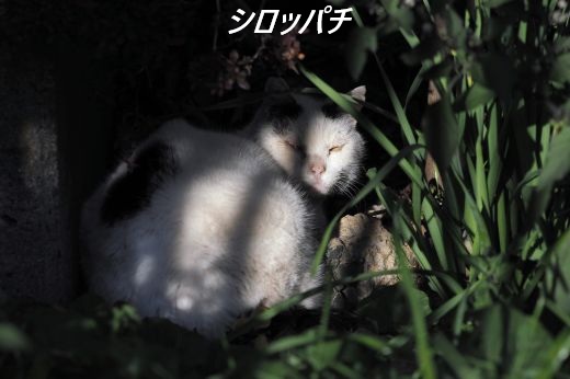 ファイル 2569-1.jpg