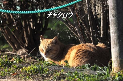 ファイル 2569-2.jpg