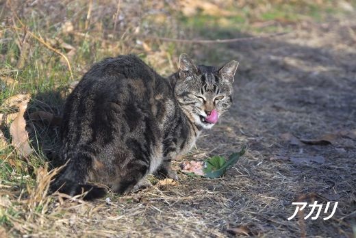 ファイル 2570-1.jpg