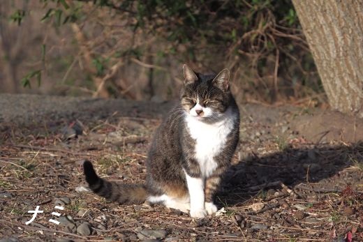 ファイル 2570-2.jpg