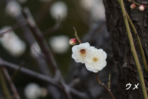 ファイル 2570-3.jpg