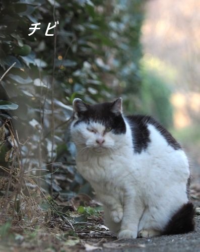 ファイル 2571-1.jpg