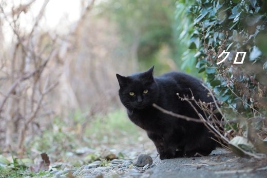 ファイル 2571-2.jpg