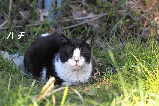 ファイル 2572-2.jpg