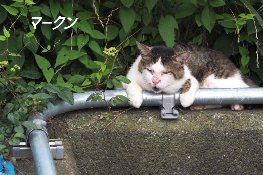 ファイル 2573-1.jpg