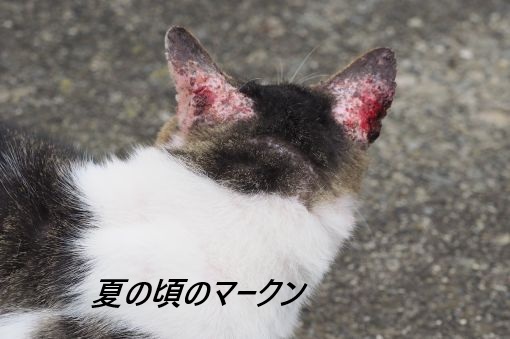 ファイル 2573-2.jpg