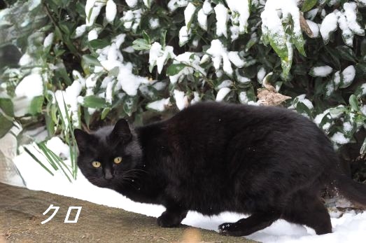 ファイル 2574-1.jpg