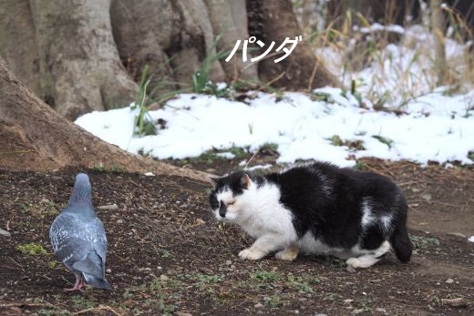 ファイル 2574-2.jpg