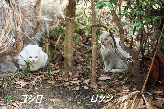 ファイル 2575-1.jpg