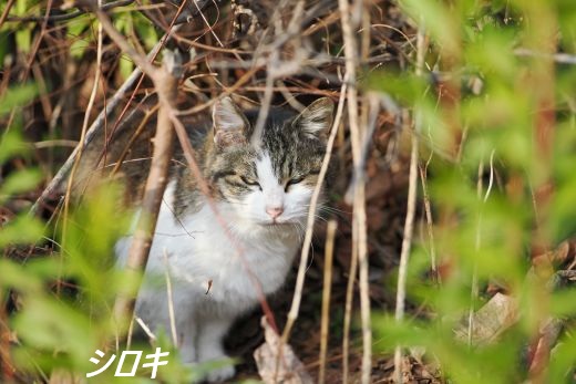 ファイル 2575-2.jpg