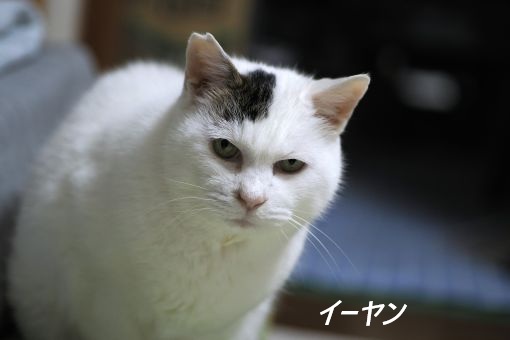 ファイル 2575-4.jpg