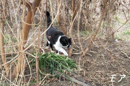 ファイル 2576-1.jpg