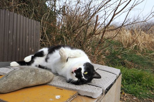 ファイル 2576-2.jpg