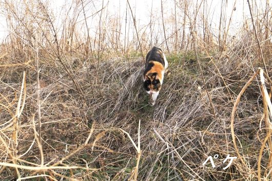 ファイル 2576-3.jpg