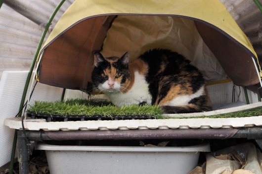 ファイル 2576-4.jpg