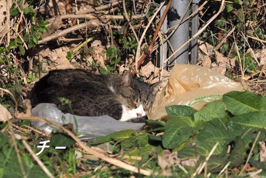 ファイル 2577-2.jpg