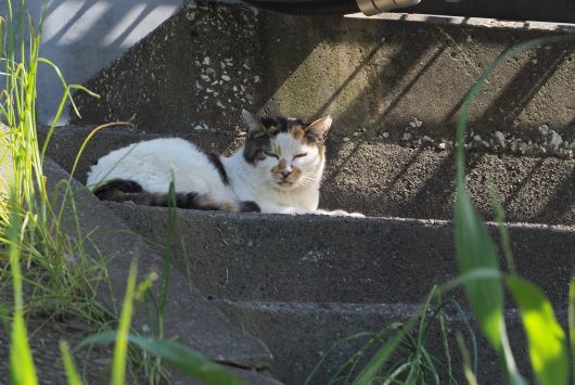 ファイル 2578-1.jpg