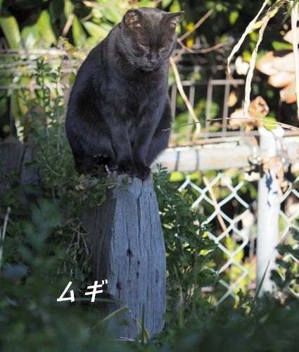 ファイル 2579-1.jpg