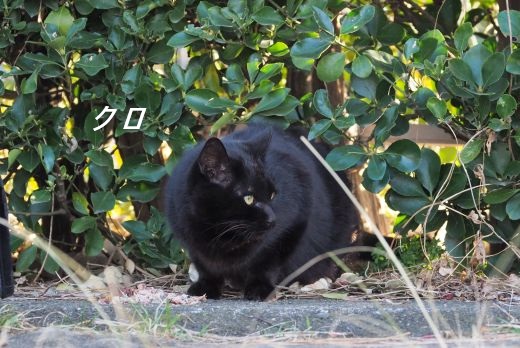 ファイル 2580-2.jpg