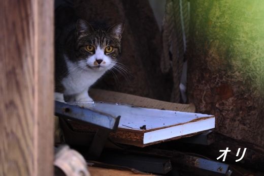 ファイル 2581-1.jpg