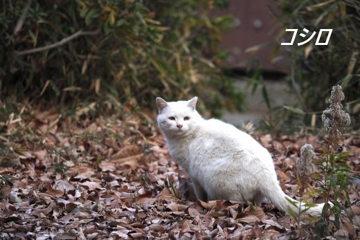 ファイル 2581-3.jpg