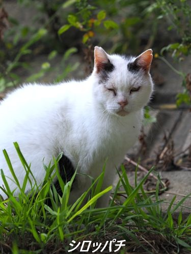 ファイル 2582-1.jpg