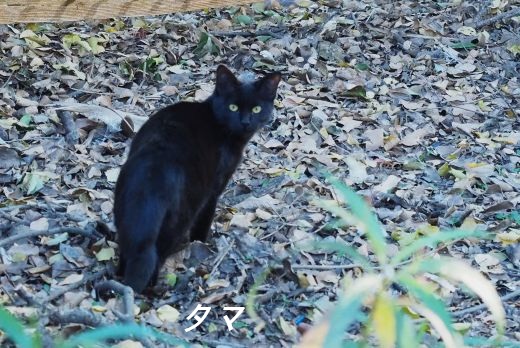 ファイル 2583-2.jpg