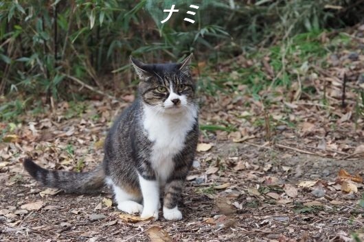 ファイル 2584-1.jpg