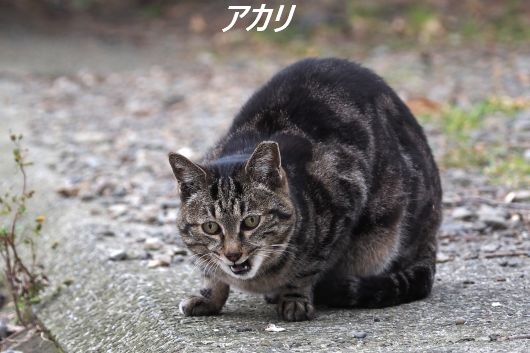 ファイル 2584-2.jpg