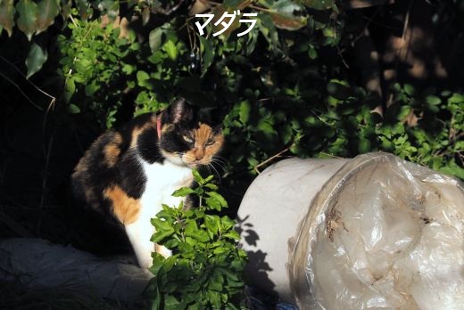 ファイル 2585-1.jpg