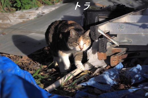 ファイル 2585-2.jpg