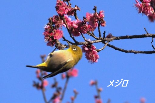 ファイル 2585-3.jpg