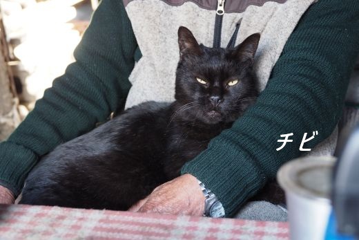 ファイル 2586-1.jpg