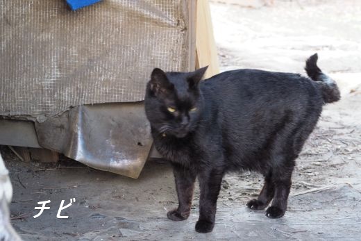 ファイル 2586-2.jpg